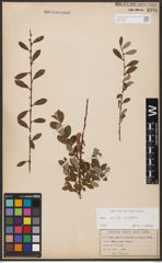 Foto von Salix aurita L. x Salix repens L.